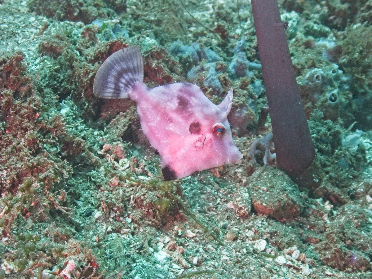 Paramonacanthus pusillus - Kota Ambon, Maluku, Indonesia