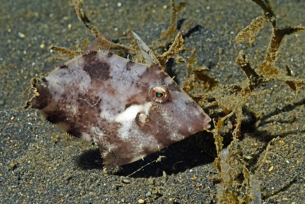 Paramonacanthus pusillus 12 0242