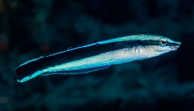 False Cleanerfish