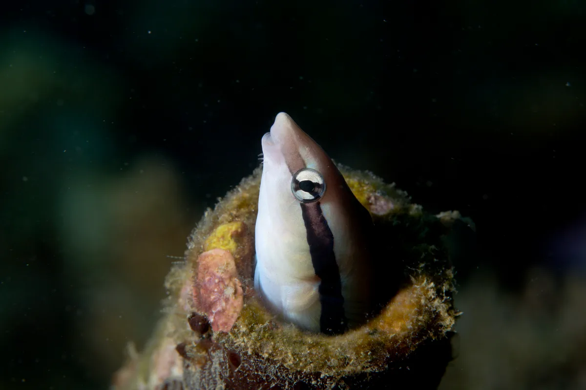 False Cleanerfish