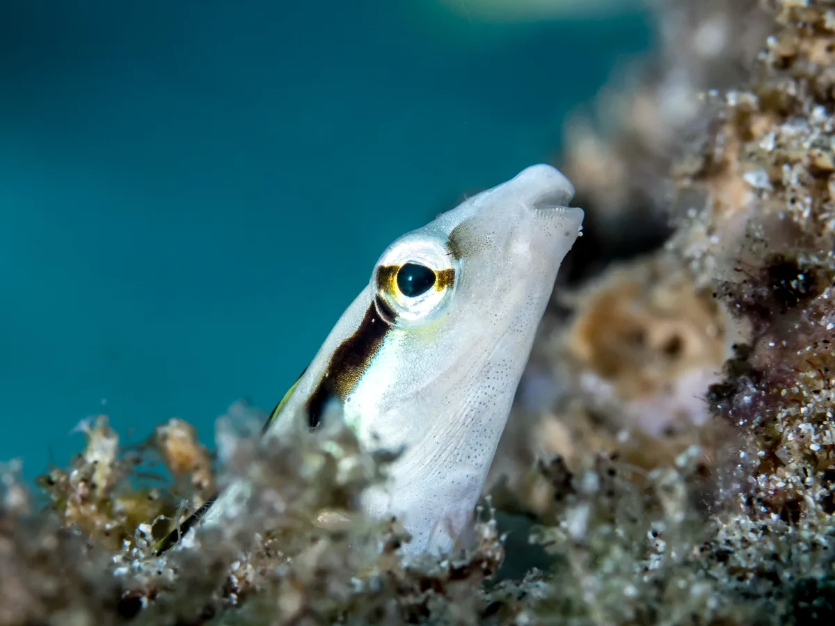 False Cleanerfish