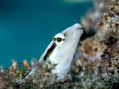 False Cleanerfish