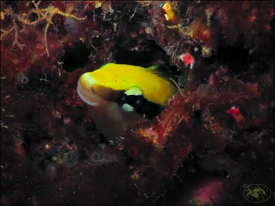 False Cleanerfish (Aspidontus taeniatus)