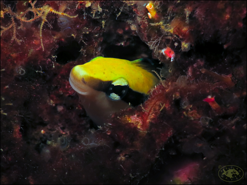 False Cleanerfish (Aspidontus taeniatus)