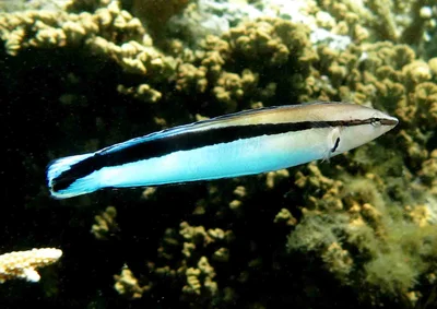 Aspidontus taeniatus (Étang-Salé)