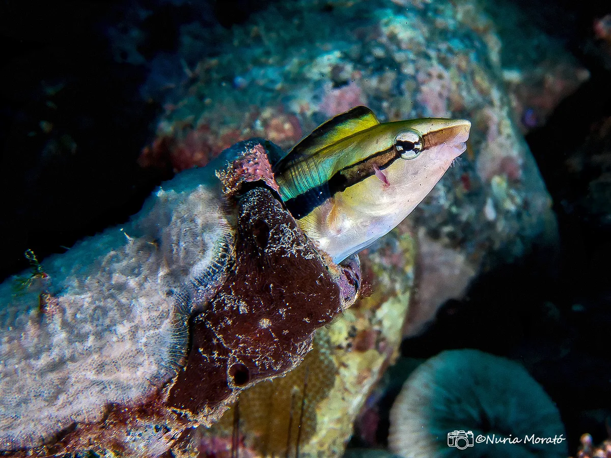 False Cleanerfish, Aspidontus taeniatus
