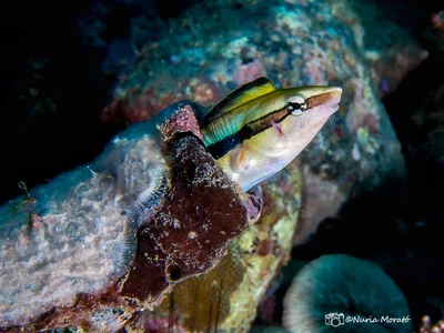 False Cleanerfish, Aspidontus taeniatus