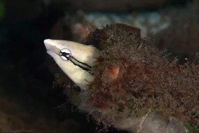 Cleaner Mimic, Falscher Putzerfisch (Aspidontus taeniatus)
