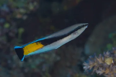False Cleanerfish