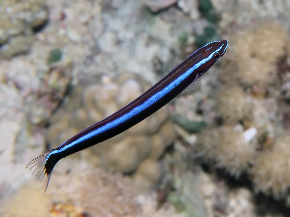 Blenniidae_Aspidontus_taeniatus_IMG_9581_2018_08_12_Mother_of_Pinacles_Day