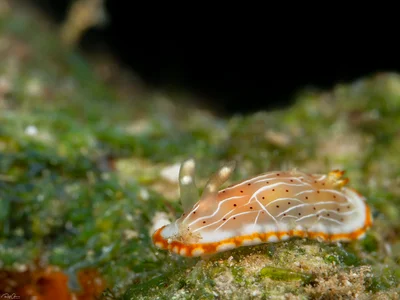 Goniobranchus pseudodecorus sp.