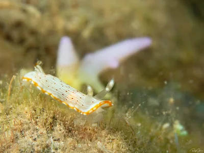 Goniobranchus pseudodecorus