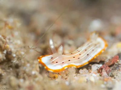 Goniobranchus pseudodecorus sp.
