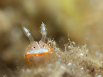 Goniobranchus pseudodecorus sp.