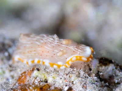 Goniobranchus pseudodecorus - Beersheba, Israel