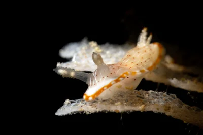 Goniobranchus pseudodecorus - Dahab, South Sinai Governorate, Egypt