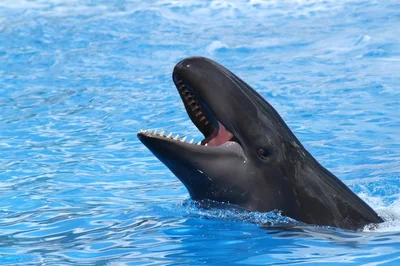 False Killer Whale