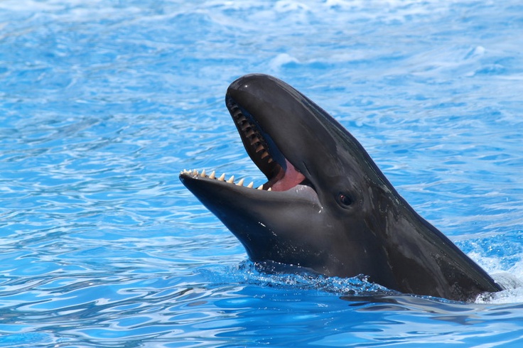 False Killer Whale