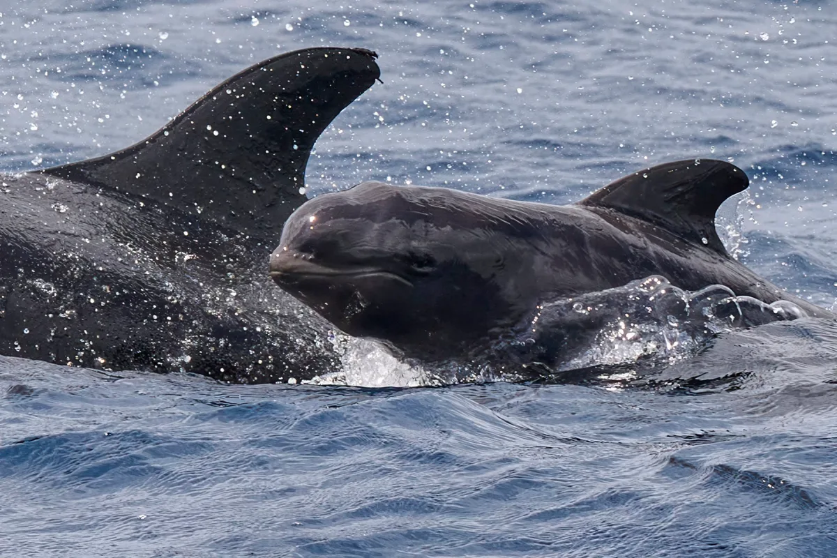 This is the calf shown in the previous picture