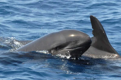 Pseudorca crassidens calf