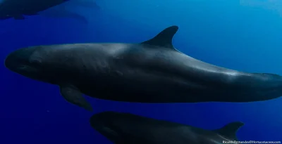 Falsa-orca (Pseudorca crassidens)