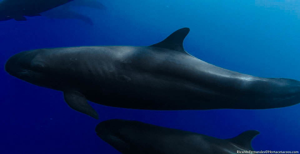 Falsa-orca (Pseudorca crassidens)