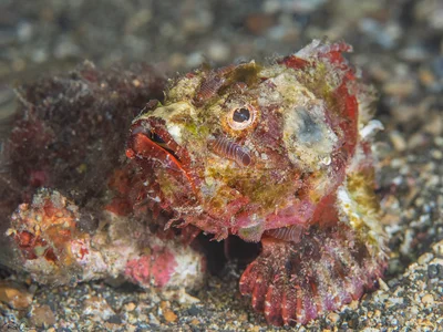 Devil Scorpionfish - Scorpaenopsis diabolus
