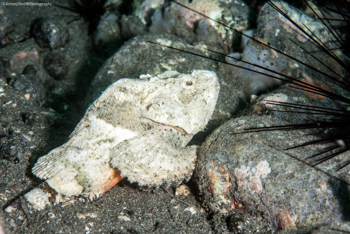 Devil Scorpionfish, Scorpaenopsis diabolus, Alor, Indonesia