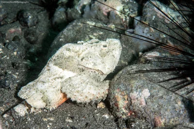 Devil Scorpionfish, Scorpaenopsis diabolus, Alor, Indonesia