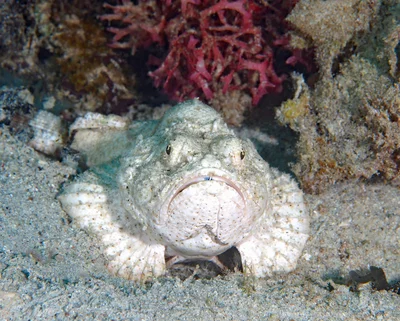 Devil Scorpionfish (Scorpaenopsis diabolus)