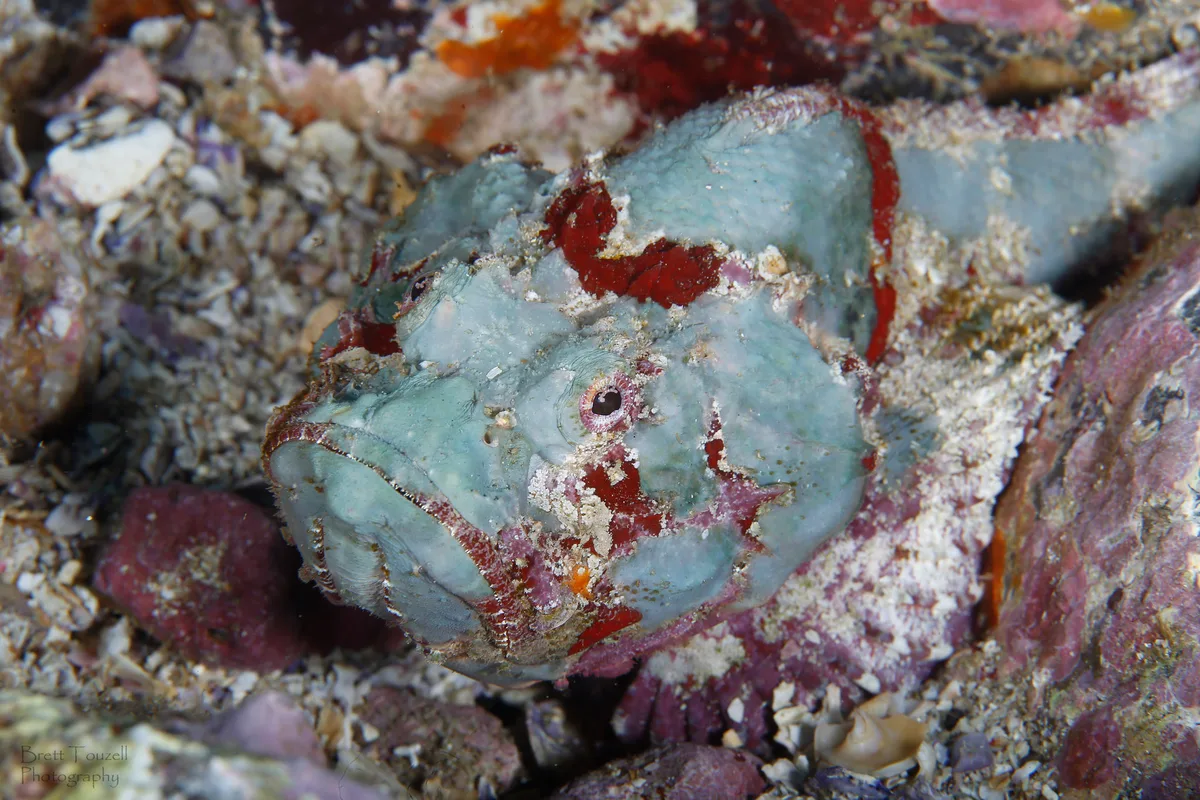 False Stonefish