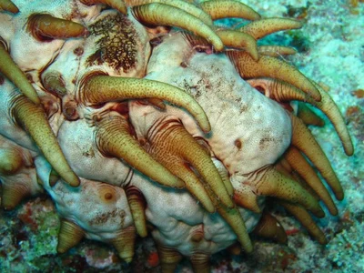 False Warty Sea Cucumber