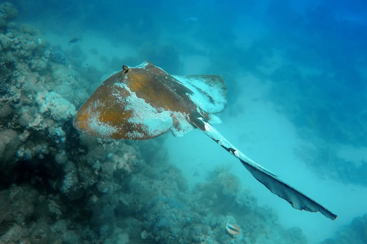 Fantail Stingray