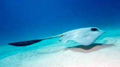 Fantail stingray - Pastinachus sephen