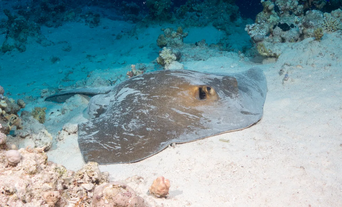 Fantail stingray - Pastinachus sephen