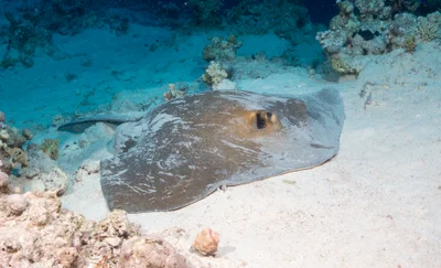 Fantail stingray - Pastinachus sephen