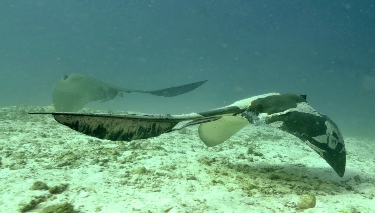 Cow-tailed stingray (Pastinachus sephen)