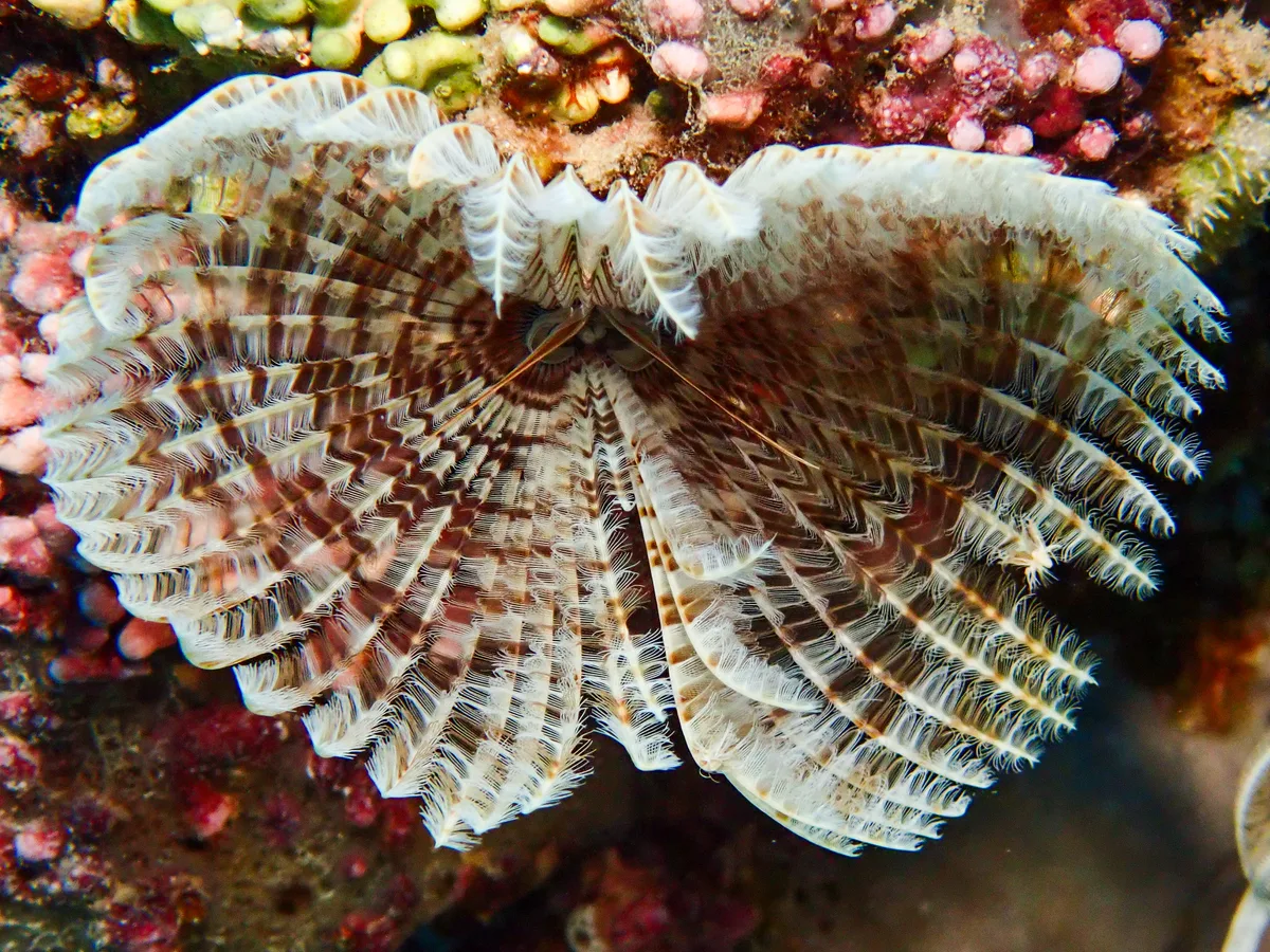 Feather Duster Worm