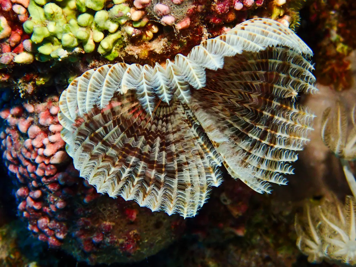 Feather Duster Worm