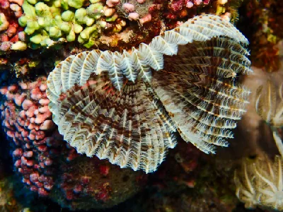 Feather Duster Worm