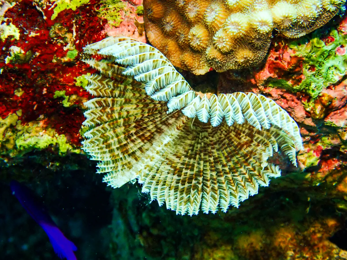 Feather Duster Worm