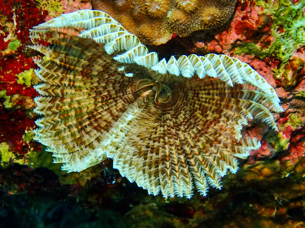 Feather Duster Worm