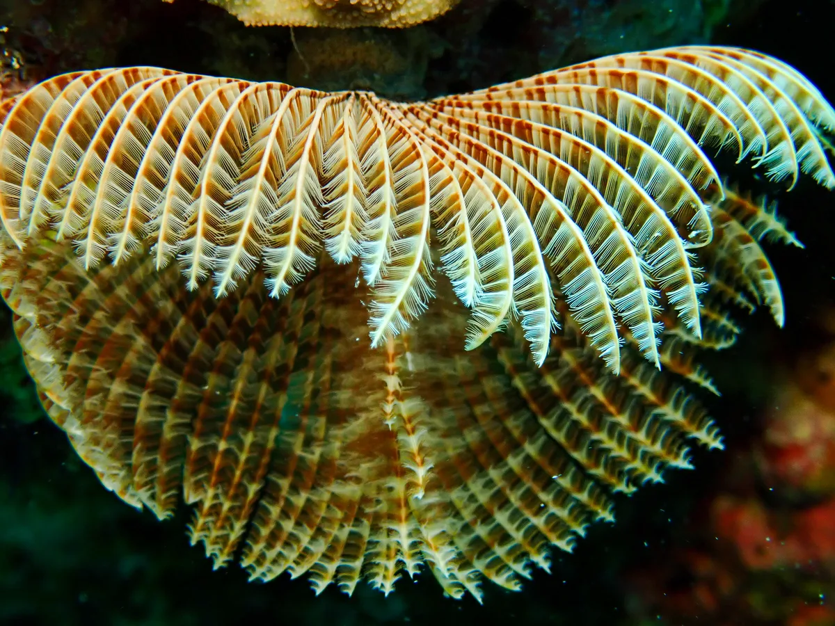 Feather Duster Worm