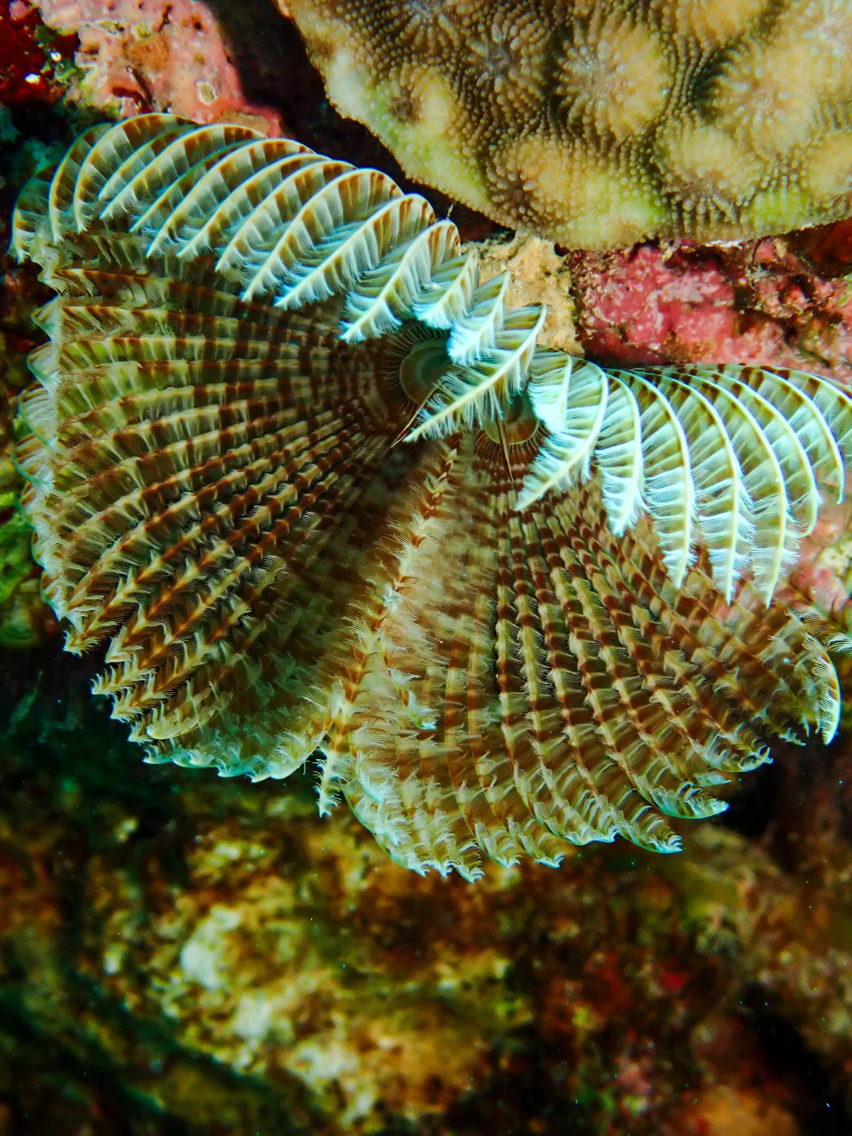 Feather Duster Worm