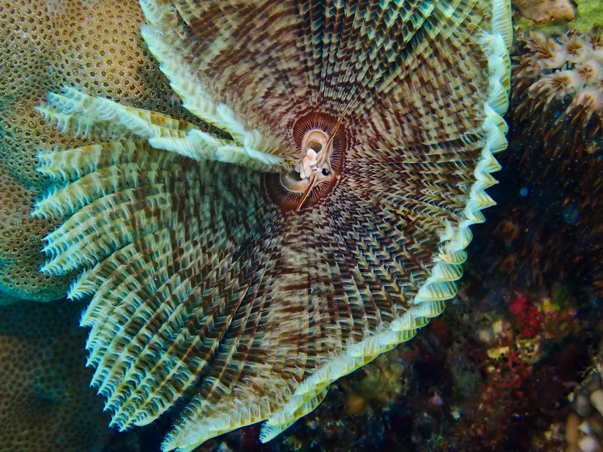 Feather Duster Worm