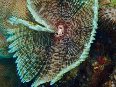 Feather Duster Worm