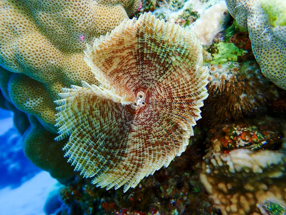Feather Duster Worm