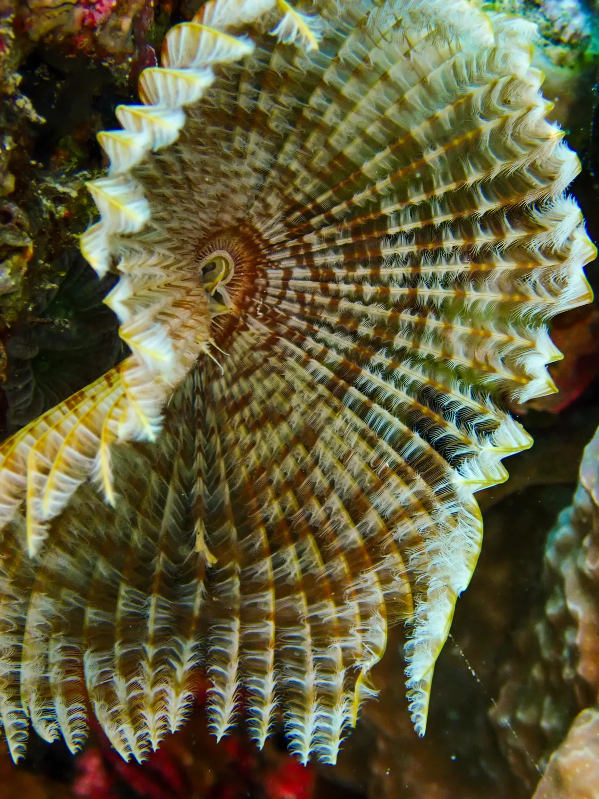 Feather Duster Worm