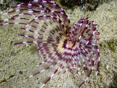 Feather Duster Worm