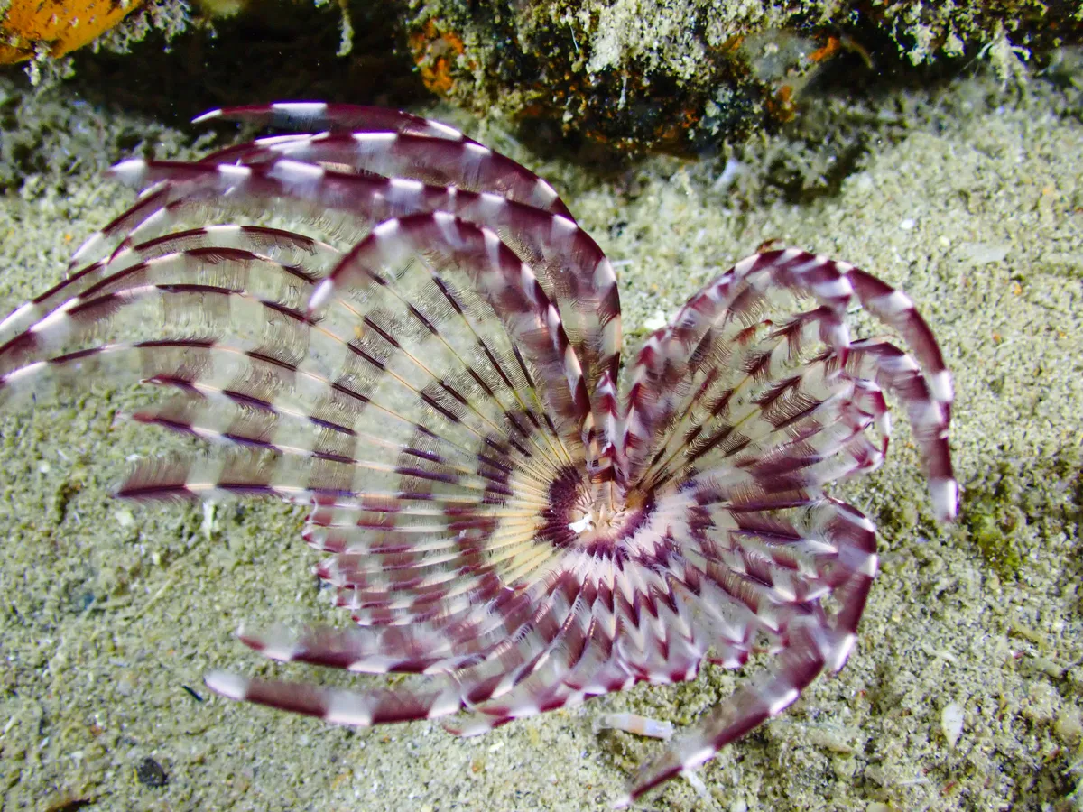 Feather Duster Worm